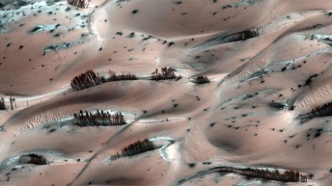 ¿Vida en Marte?: La NASA publica fotos de árboles en el planeta rojo (y un asombroso video) Marte_pinos